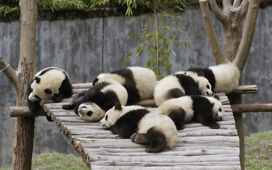Beyond Bamboo: The Surprising 5% of a Panda's Diet - Revealing the Meat-Eating Secrets of "Vegetarians"