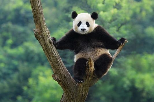 The Secret Life of Giant Pandas: 10 Rare Behaviors Revealed