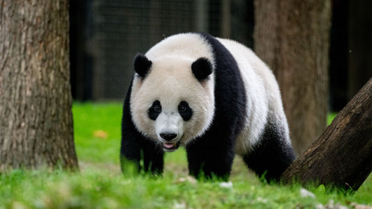 Why Are Giant Pandas So Precious?