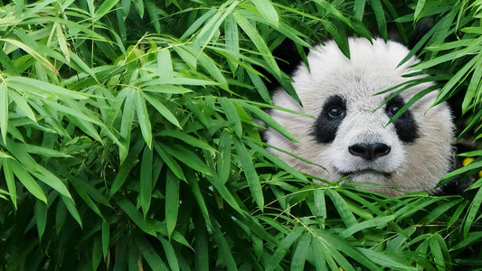 The World’s Most Detailed Guide to Giant Pandas