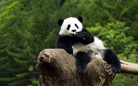 Global Giant Panda Viewing Strategy: See the world's black and white dumplings at one time