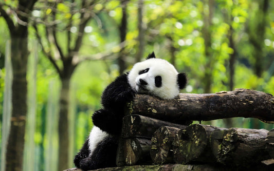Why Are Humans Obsessed with Pandas? The Science Behind "Panda Mania"