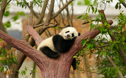 Panda superstars: Why are these bears so popular all over the world?